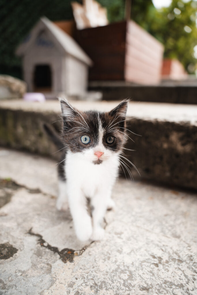 Cats of Istanbul